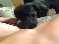 Dog eating the pussy of a kinky teen